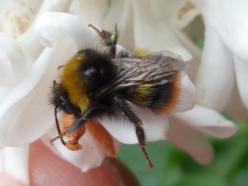 Réf. 205 869 : Bombus pratorum